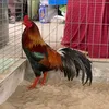minhkhoi68668