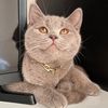 liabritishshorthair