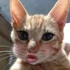 chideplam