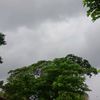 snehachowdhury920