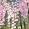 mon_9121