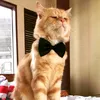 Gallery.Kucing🐈