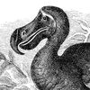 thelastdodo413