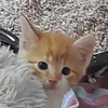 miezemausmaus