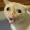 igncayba