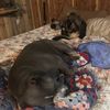 caper_and_luna