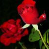 sam02528