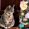 cat.kitty49
