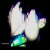 rommy_ady