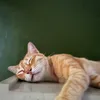 olicatto