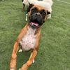 remi.theboxer