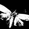 el.senormewwinton