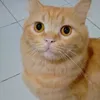isabeladwiastuti