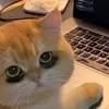 _nhizen6