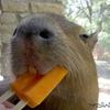 capybara.bienheureux