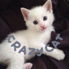 iamcrazykitti