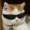 gatosexi.1