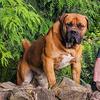 baldur.the.boerboel