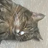 glorpothesmol