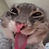 tuankieet_