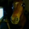 lucasmartins7937