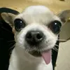 ngockimcuteghe