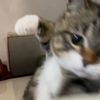 nanda.rjj