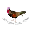 Ayam hutan hijau Bali