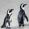 popyy_200