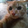 pecinta_viewers.tiktok_