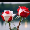 meherin7202