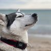 Husky_Vary_Vika