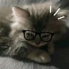 cattviiiii