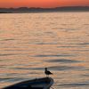 flori_sagui