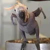 pafranyitacocktail