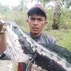 dedi.hariyanto555