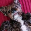 tinsleychipoo