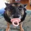 mygeetomortis