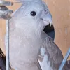 isalove7