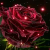 rosy_5910