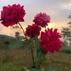 rahma_prescilla