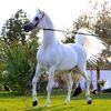 salehashaq3