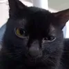 petterpetlover