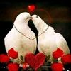 saedahmad859