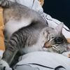 alinmohd17