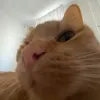 whost0ny