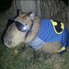 capybarasarecute1