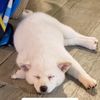 yuki_the_kitsune