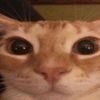 johnnystarlikecatsgmail0