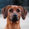 shimbahillkennel